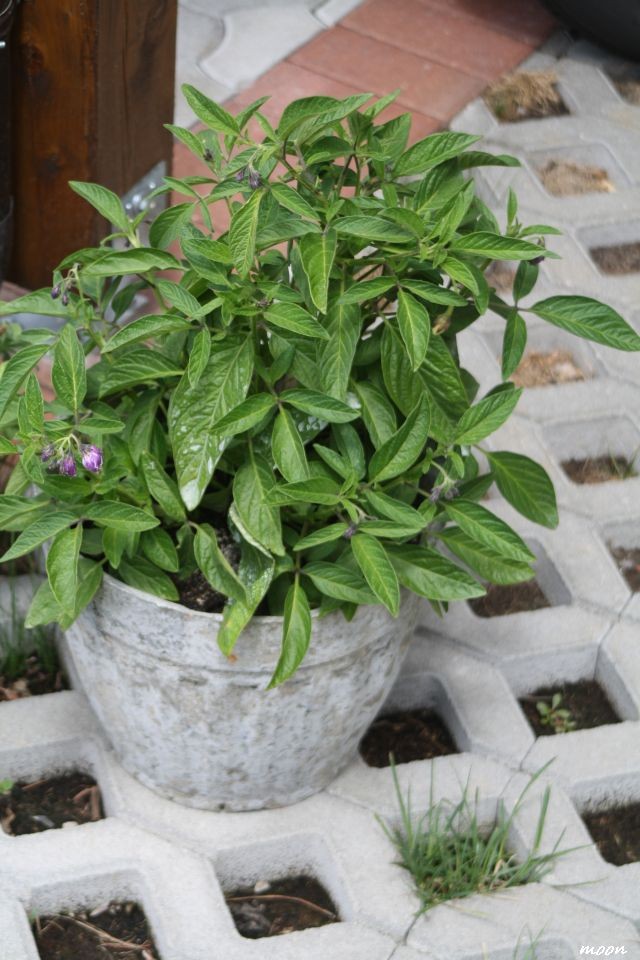 Pepino